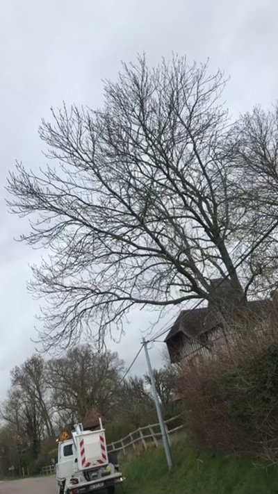 Taillage d'un arbre sur la voirie par Lepecq Elagage à Caen.