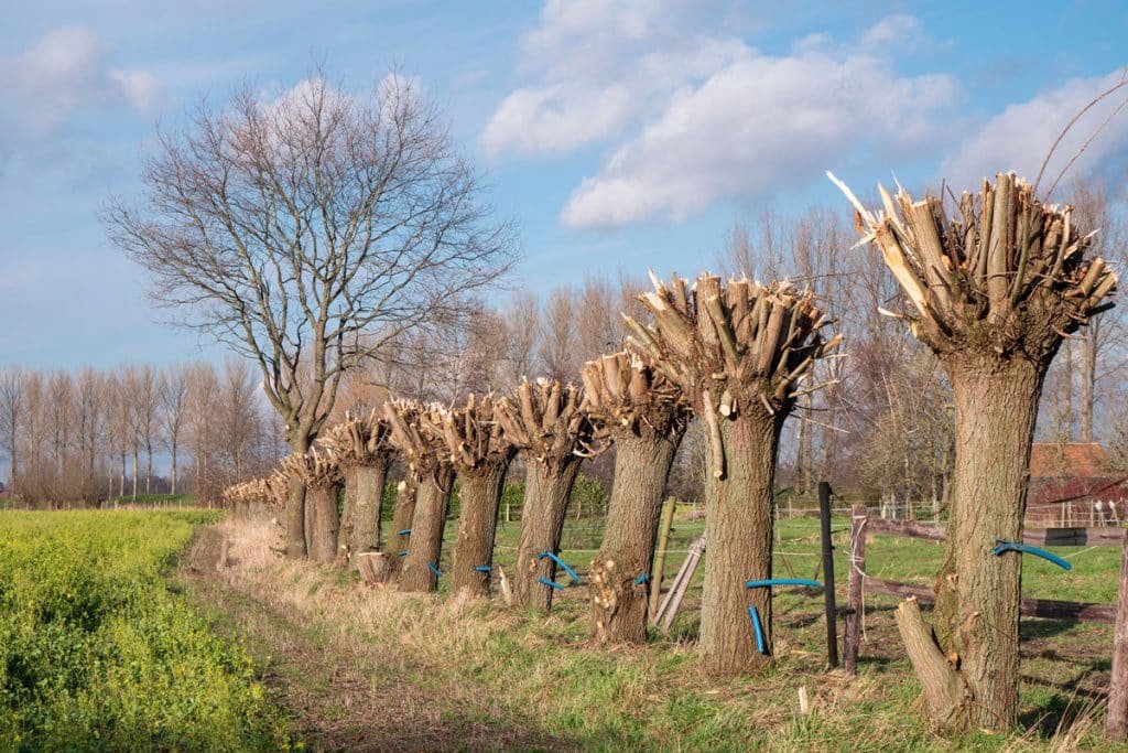 Lepecq élagage s'occupe de l'étêtage de vos arbres en Normandie.