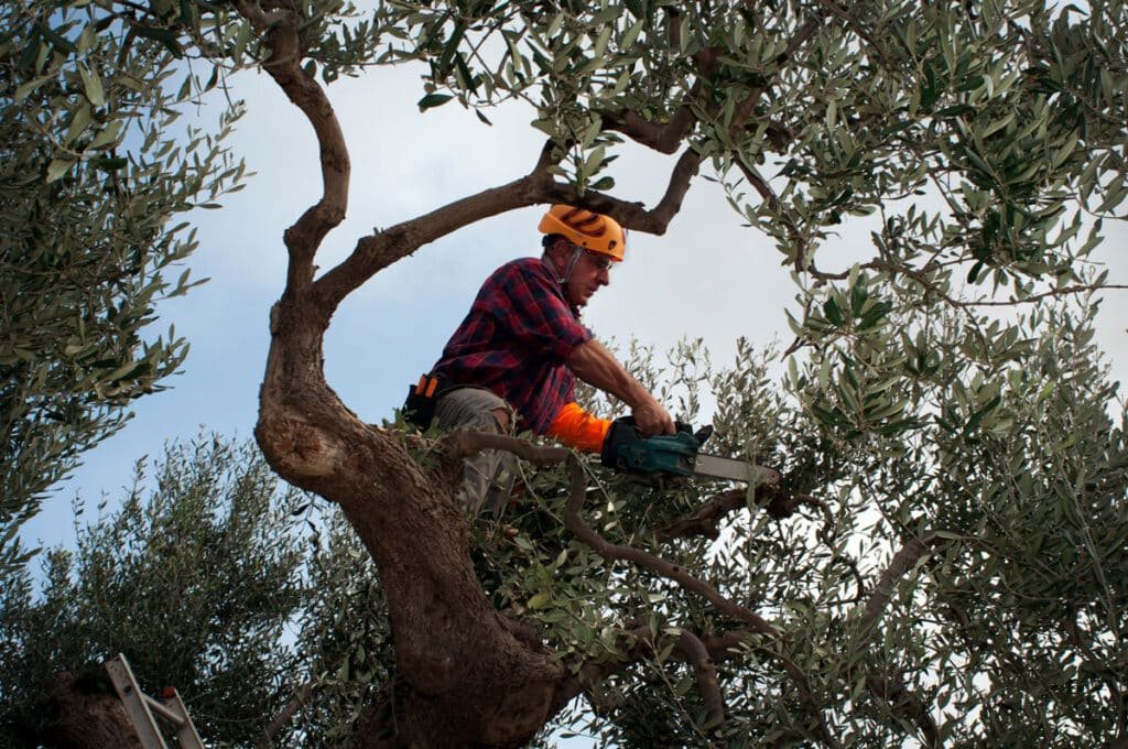 Le taillage d'arbre est une des spécialités de Lepecq Elagage Caen.