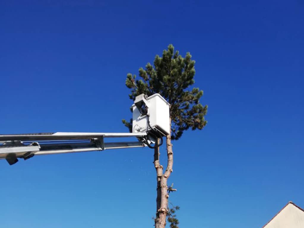 Le taillage des arbres doit être effectué par un professionnel. LEPECQ ELAGAGE répond à vos besoins.